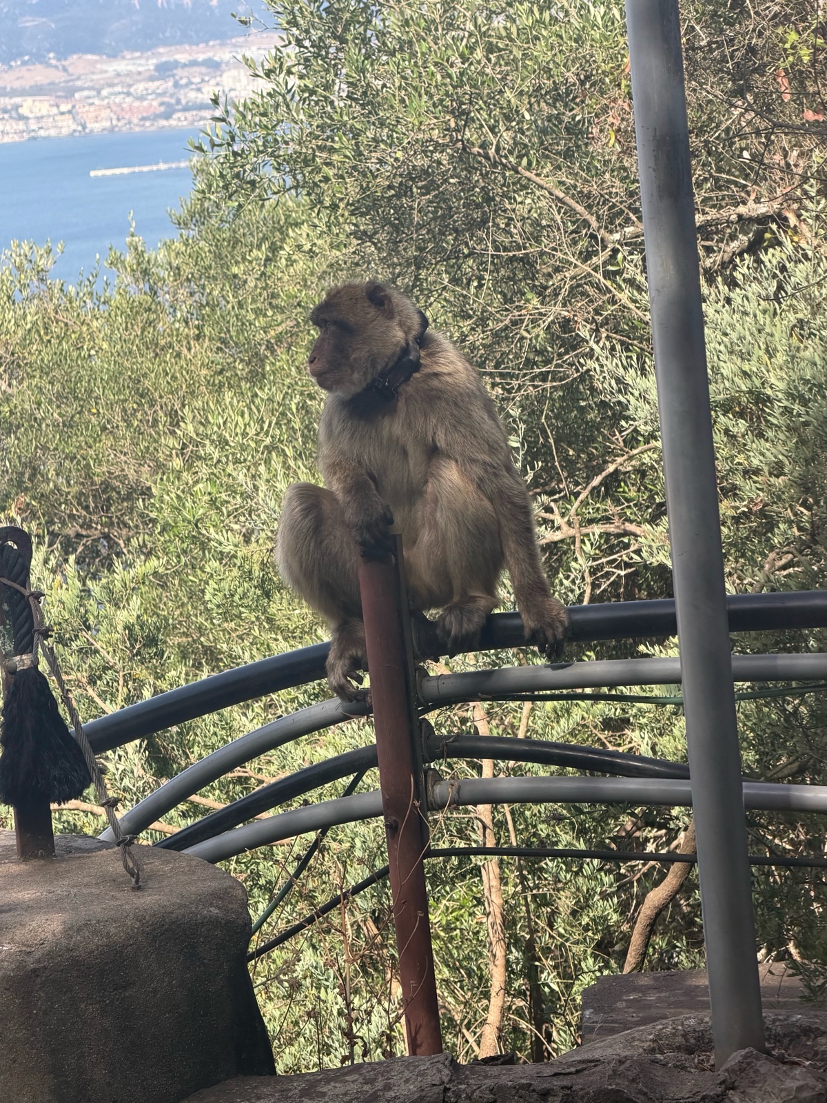 A Barbary macaque sitting on a railing high above the bay